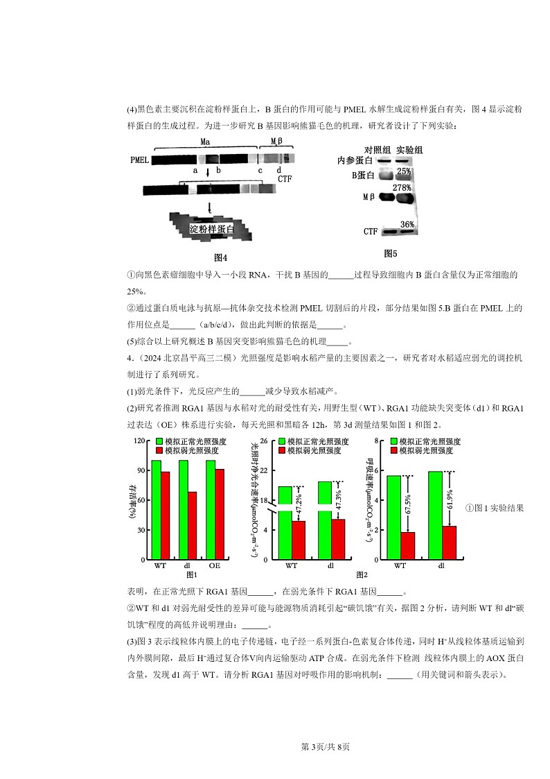 [生物][二模]2024北京高三试题分类汇编：基因的表达与性状关系03