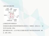 人教版高中生物必修2第2章基因和染色体的关系第1节减数分裂和受精作用课件