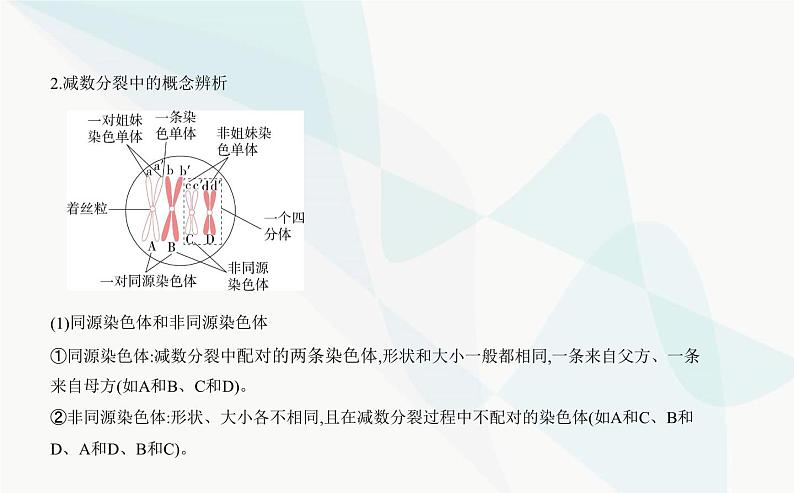 人教版高中生物必修2第2章基因和染色体的关系第1节减数分裂和受精作用课件第3页