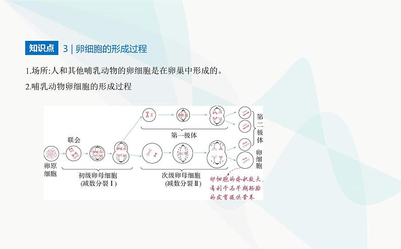 人教版高中生物必修2第2章基因和染色体的关系第1节减数分裂和受精作用课件第7页