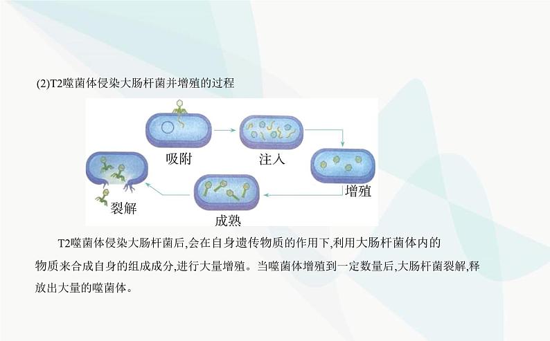 人教版高中生物必修2第3章基因的本质第1节DNA是主要的遗传物质课件第8页