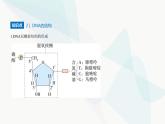 人教版高中生物必修2第3章基因的本质第2节DNA的结构课件