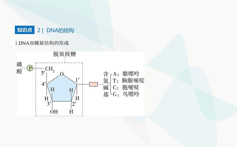 人教版高中生物必修2第3章基因的本质第2节DNA的结构课件第3页