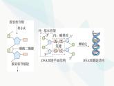 人教版高中生物必修2第3章基因的本质第2节DNA的结构课件