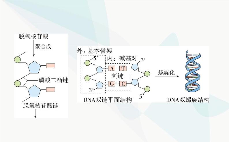 人教版高中生物必修2第3章基因的本质第2节DNA的结构课件第4页