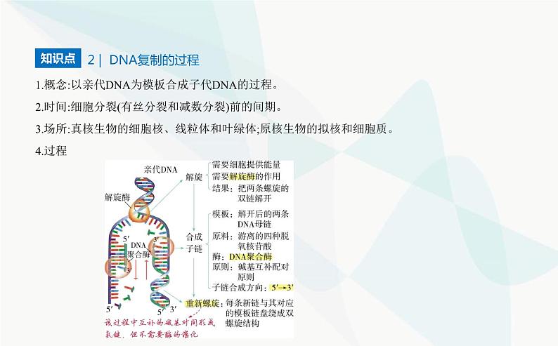 人教版高中生物必修2第3章基因的本质第3节DNA的复制课件第6页