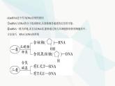 人教版高中生物必修2第4章基因的表达第1节基因指导蛋白质的合成课件