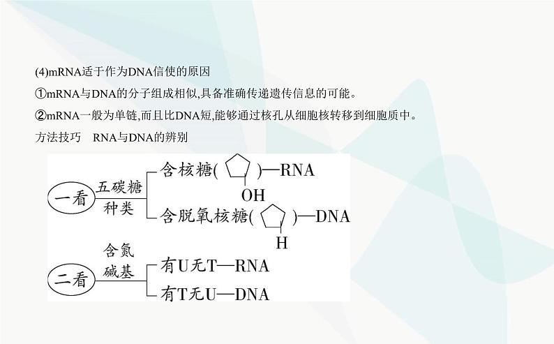 人教版高中生物必修2第4章基因的表达第1节基因指导蛋白质的合成课件第4页