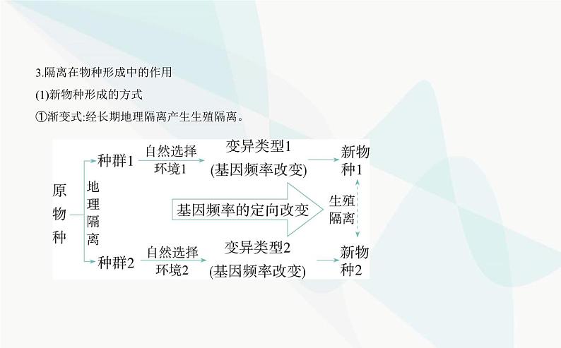 人教版高中生物必修2第6章生物的进化第3节种群基因组成的变化与物种的形成课件07