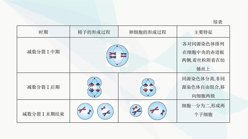 人教版高中生物必修2第2章基因和染色体的关系课件第3页