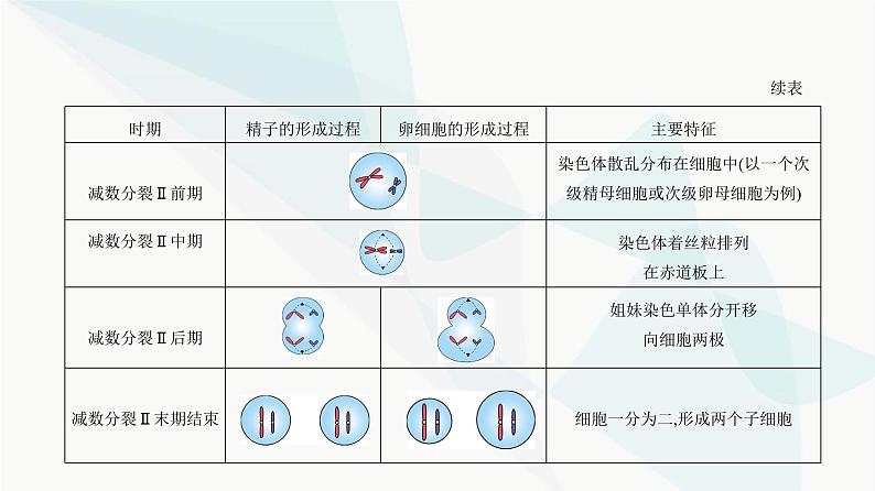 人教版高中生物必修2第2章基因和染色体的关系课件第4页