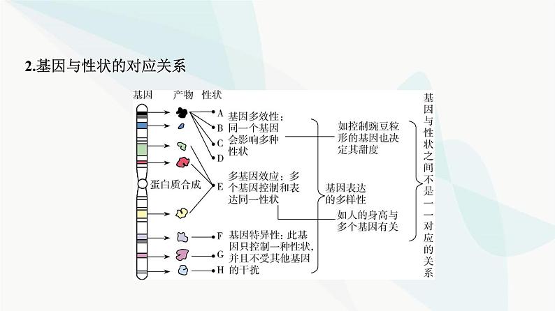 人教版高中生物必修2第4章基因的表达课件06