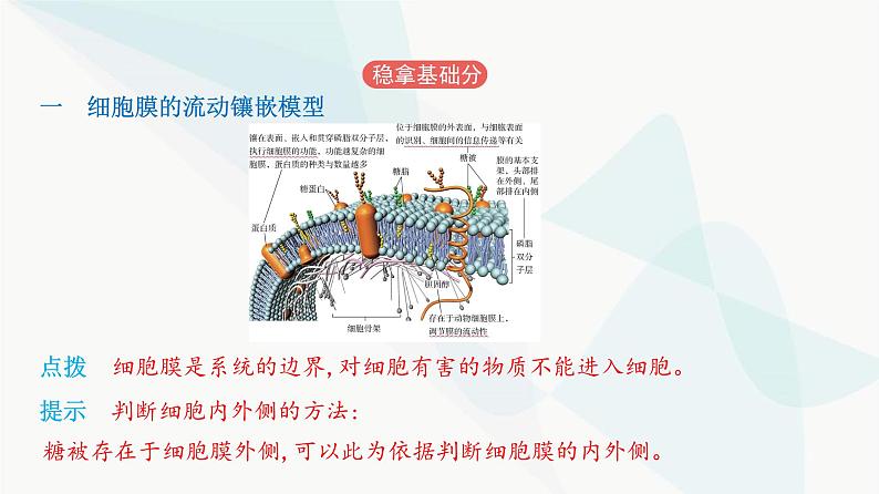 人教版高中生物必修1第3章细胞的基本结构课件02