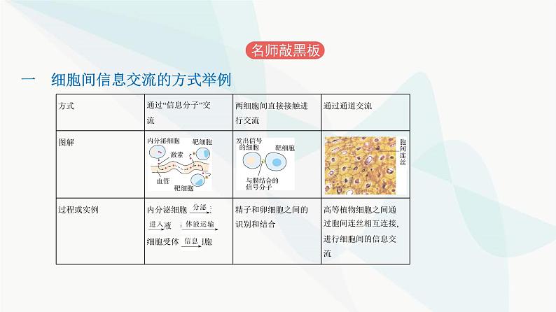 人教版高中生物必修1第3章细胞的基本结构课件05