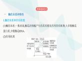 人教版高中生物必修1第5章细胞的能量供应和利用课件
