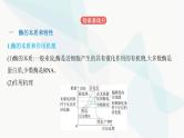 人教版高中生物必修1第5章细胞的能量供应和利用课件
