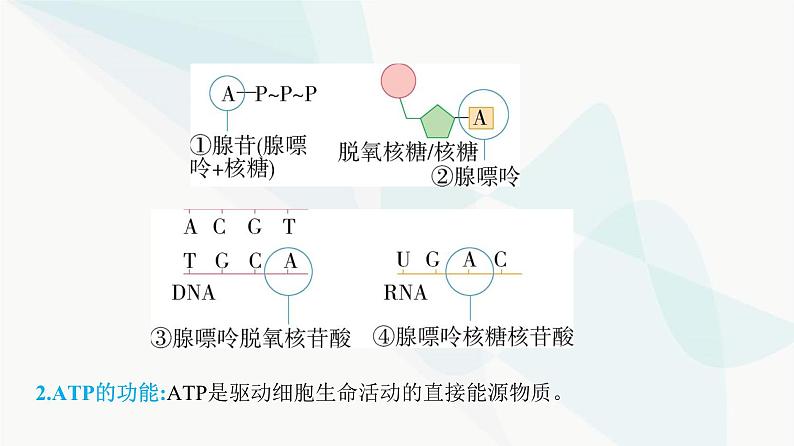 人教版高中生物必修1第5章细胞的能量供应和利用课件第6页