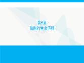 人教版高中生物必修1第6章细胞的生命历程课件