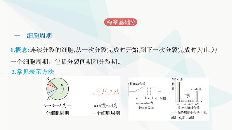 人教版高中生物必修1第6章细胞的生命历程课件第2页