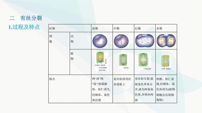 人教版高中生物必修1第6章细胞的生命历程课件第4页