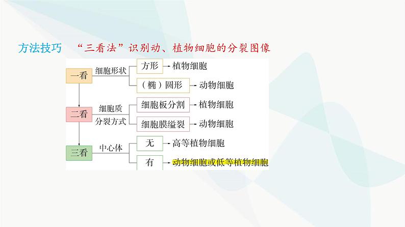 人教版高中生物必修1第6章细胞的生命历程课件第6页