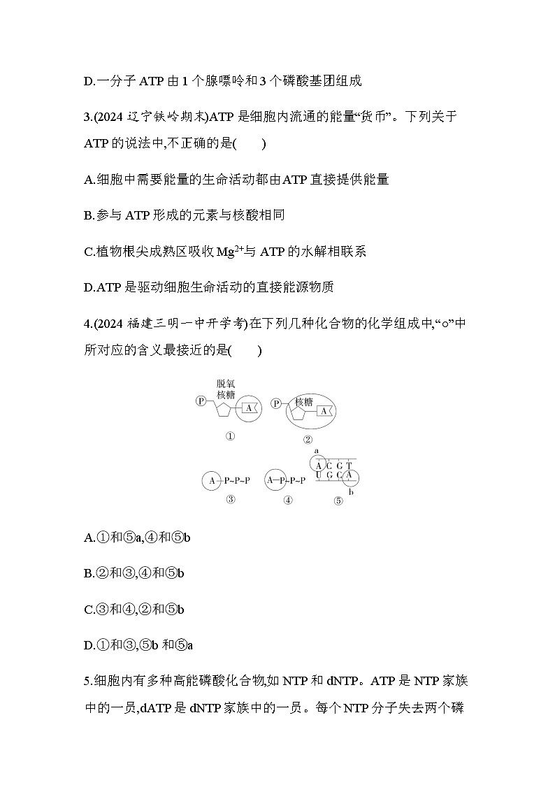 人教版高中生物必修1第5章细胞的能量供应和利用第2节细胞的能量“货币”ATP基础练含答案第2页