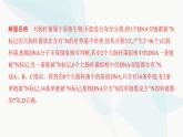 人教版高中生物必修2重点专题卷5细胞分裂与DNA复制标记综合课件