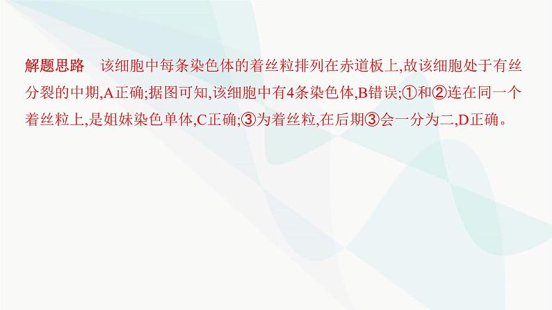 人教版高中生物必修1重点专题卷7细胞分裂图形、曲线分析课件第5页