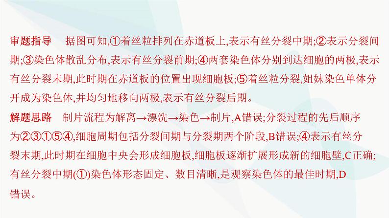 人教版高中生物必修1重点专题卷7细胞分裂图形、曲线分析课件第7页