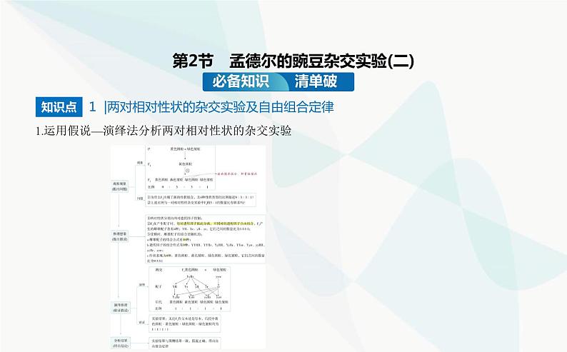 人教版高中生物必修2第1章遗传因子的发现第2节孟德尔的豌豆杂交实验(二)课件第2页