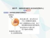 浙科版高中生物必修1第二章细胞的结构第四节细胞核是细胞生命活动的控制中心课件