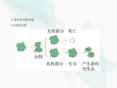浙科版高中生物必修1第二章细胞的结构第四节细胞核是细胞生命活动的控制中心课件