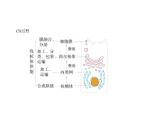 浙科版高中生物必修1第二章细胞的结构第五节细胞在结构和功能上是一个统一整体课件