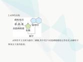 浙科版高中生物必修1第三章細(xì)胞的代謝第一節(jié)ATP是細(xì)胞內(nèi)的“能量通貨”課件