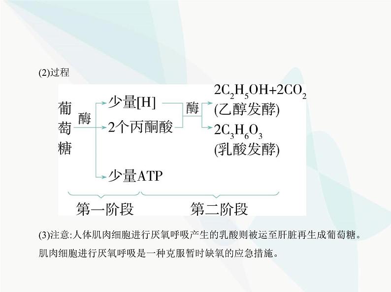 浙科版高中生物必修1第三章细胞的代谢第四节细胞呼吸为细胞生活提供能量课件第6页