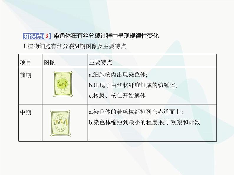 浙科版高中生物必修1第四章细胞的生命历程第一节细胞通过分裂增殖课件05