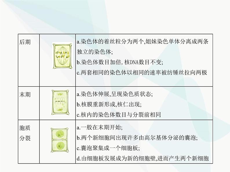 浙科版高中生物必修1第四章细胞的生命历程第一节细胞通过分裂增殖课件06