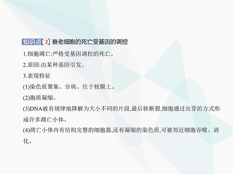 浙科版高中生物必修1第四章细胞的生命历程第三节细胞凋亡是编程性死亡课件第4页