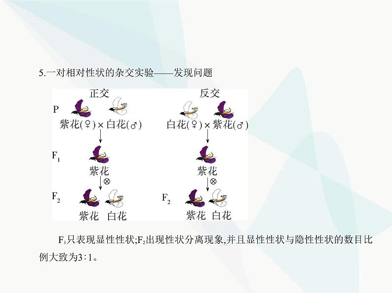 浙科版高中生物必修2第一章遗传的基本规律第一节孟德尔从一对相对性状的杂交实验中总结出分离定律课件06