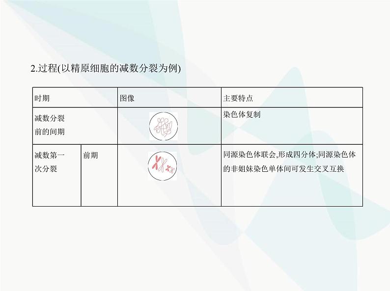 浙科版高中生物必修2第二章染色体与遗传第一节染色体通过配子传递给子代课件03