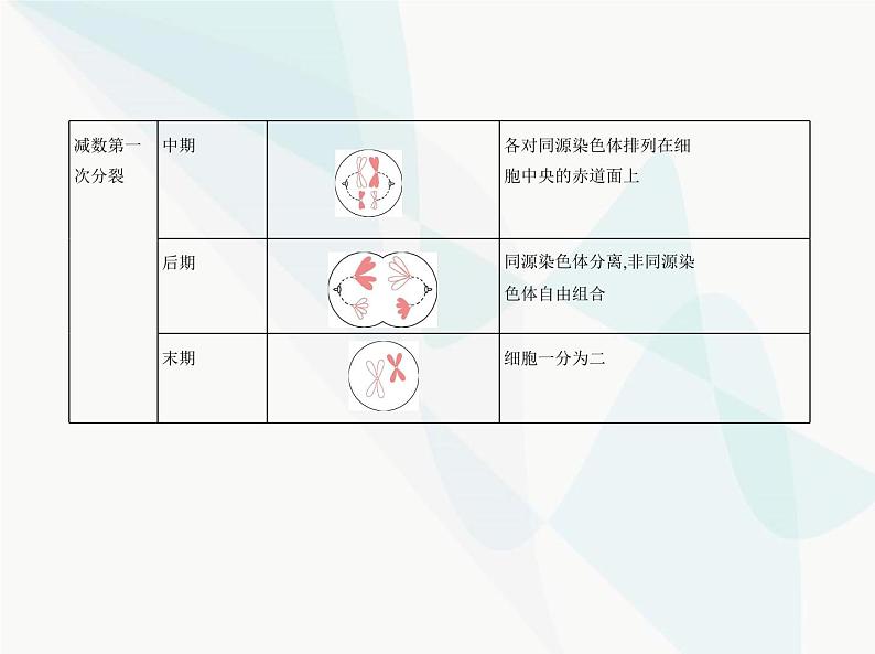 浙科版高中生物必修2第二章染色体与遗传第一节染色体通过配子传递给子代课件04