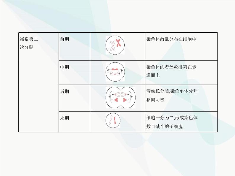 浙科版高中生物必修2第二章染色体与遗传第一节染色体通过配子传递给子代课件05