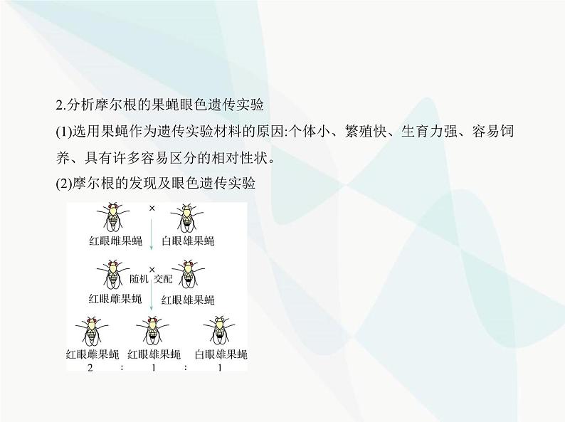 浙科版高中生物必修2第二章染色体与遗传第二节基因伴随染色体传递课件第3页