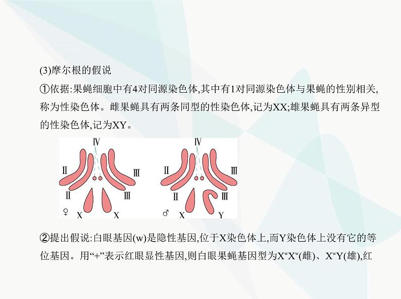 浙科版高中生物必修2第二章染色体与遗传第二节基因伴随染色体传递课件第4页