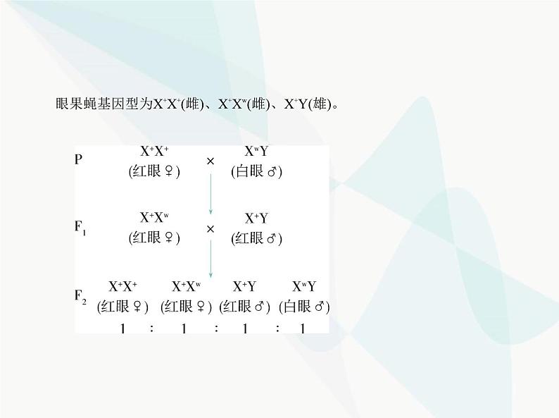 浙科版高中生物必修2第二章染色体与遗传第二节基因伴随染色体传递课件第5页