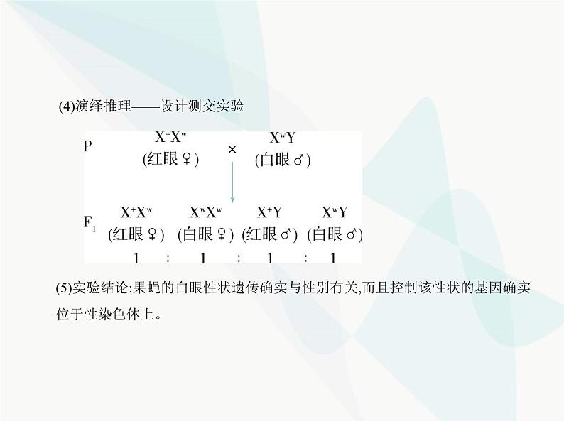 浙科版高中生物必修2第二章染色体与遗传第二节基因伴随染色体传递课件第6页