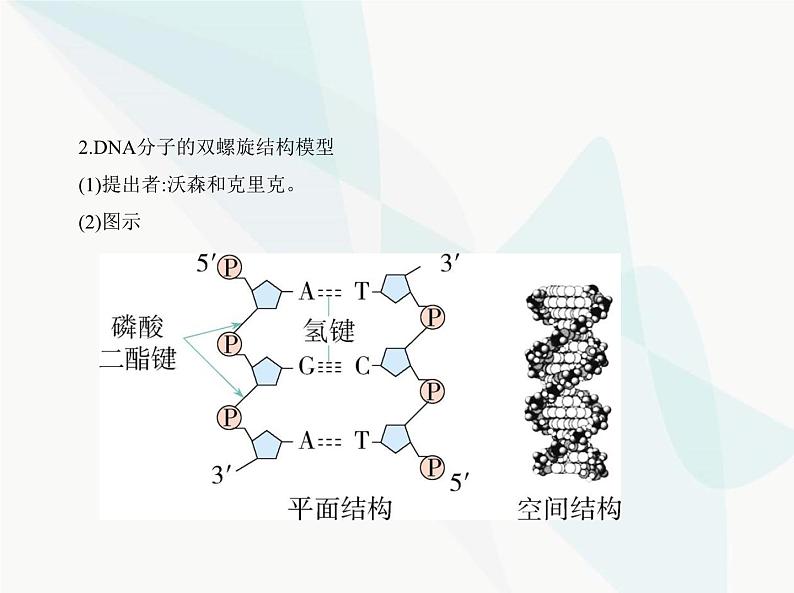 浙科版高中生物必修2第三章遗传的分子基础第二节遗传信息编码在DNA分子上课件第2页