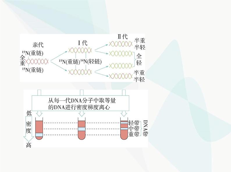 浙科版高中生物必修2第三章遗传的分子基础第三节DNA通过复制传递遗传信息课件05