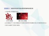 浙科版高中生物必修2第四章生物的变异第一节基因突变可能引起性状改变课件