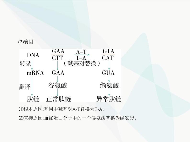 浙科版高中生物必修2第四章生物的变异第一节基因突变可能引起性状改变课件03